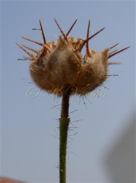  Mature dehiscing schizocarp